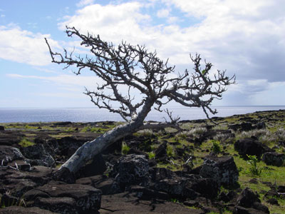 Easter Island, 2001