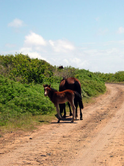 Roaming horses on Rano Kao